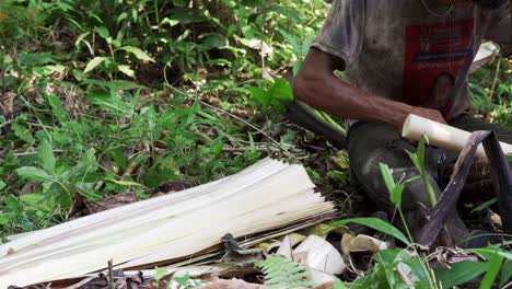 Plano-Medio-De-Un-Agricultor-Filipino-Local-De-Abacá-Cortando-Y-Quitando-Haces-De-Fibra-De-Abacá-De-Un-árbol-De-Abacá-Caído-En-Las-Selvas-Tropicales-De-Catanduanes,-Filipinas.