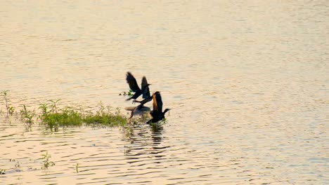 Schwarze-Kleine-Kormoranvögel-Fliegen-Vom-Seeufer-In-Der-Küstenregion-Bangladeschs-Weg