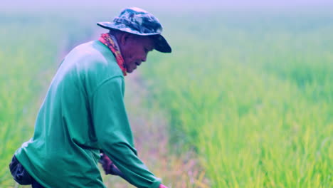 Alter-Asiatischer-Bauer-Mit-Hacke,-Der-Im-Reisplantagenfeld-In-Thailand-Arbeitet
