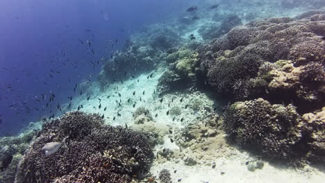 Shoals-of-fish-over-coral-feef-cliffs-and-deep-blue-sea-waters-while-snorkelling-in-the-crystal-clear-ocean-of-Pulau-Menjangan-island,-Bali,-Indonesia