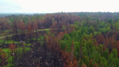 Area-undergoing-natural-recovery-after-one-of-the-biggest-fires-in-the-history-of-the-province-of-Quebec
