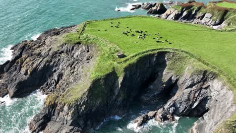 Irelands-Coast-Aerial-circling-left-of-headland-on-The-Copper-Coast-Waterford-with-sea-caves,-herd-of-cattle,-and-old-WW2-bunker-and-dramatic-coastline