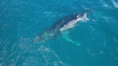 Mother-and-calf,-Humpback-Whales-by-the-surface--Aerial,-Orbit