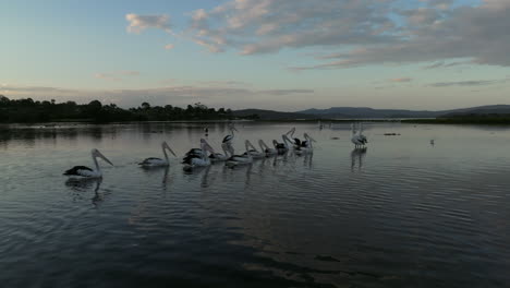 Group-of-pelicans-in-water-of-sea-at-Mallacoota-during-sunrise-in-the-morning,-Australia
