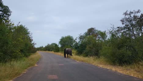 Ein-Großer-Erwachsener-Afrikanischer-Elefant-überquert-Die-Straße-Vom-Safari-Pirschfahrtfahrzeug-Aus-Und-Zieht-Sich-Dann-In-Den-Busch-Zurück