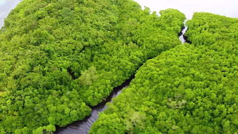 Aerial-view-of-thick-dense-mangrove-forest-intertidal-zone-on-peninsula-of-remote-tropical-island-destination-in-Palawan,-Philippines,-Southeast-Asia