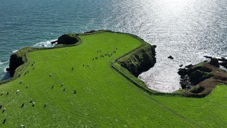 Coast-Ireland-herd-of-cattle-grazing-in-a-lush-pasture-on-a-headland-with-shimmering-sea-at-Copper-Coast-Waterford