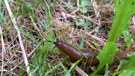 Brown-Slug-Crawling-Through-The-Grass-In-Daytime