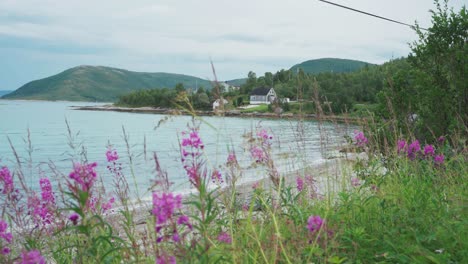 Wild-Pink-Flowers-With-Scenic-Landscape-of-Fjord-And-Mountains-In-Botnhamn,-Norway