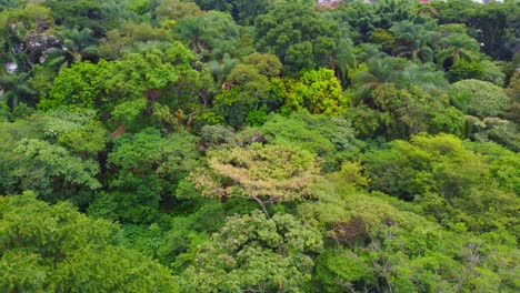 Hermosa-Vista-Aérea-Con-Drones-Del-Bosque-Urbano-Y-La-Ciudad-De-Córdoba,-Veracruz,-México