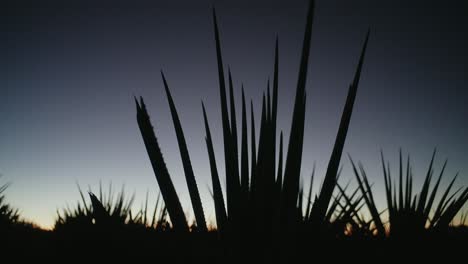 the-silhouette-of-an-agave-plant-during-the-early-hours-of-the-morning