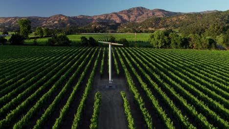 Aerial-pullback-of-long-green-vineyard-rows-showcasing-vineyard-fan-in-the-Napa-Valley