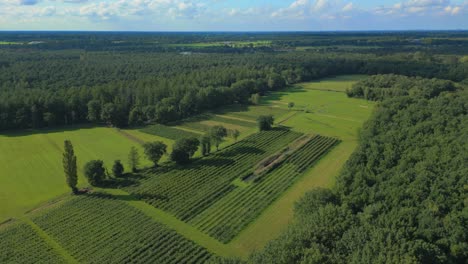 Meditative-Europäische-Luftaufnahme-Eines-Obstgartens-An-Der-Grenze-Zwischen-Belgien-Und-Den-Niederlanden