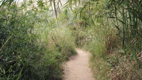 Path-through-reeds,-palm-trees-and-nature-in-Paradise-Valley,-Agadir,-Morocco