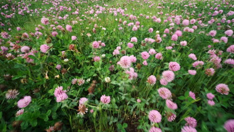 Small-pink-flowers-in-the-wind-swaying-close-up