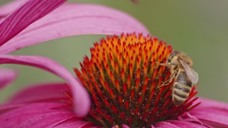 Honey-bee-collects-nectar-from-orange-cone-flower-while-another-bee-flies