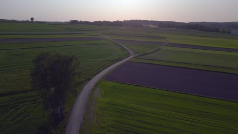 Magic-aerial-top-view-flight-Tree-austria-Europe-field-meadow-road-sunset-summer-23