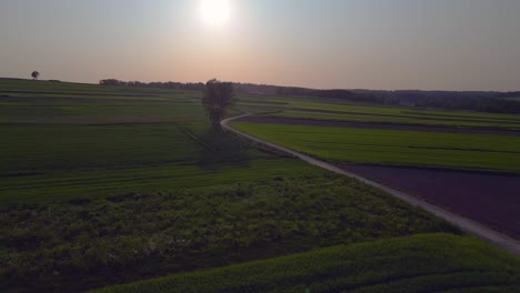 Nice-aerial-top-view-flight-Tree-path-austria-Europe-field-meadow-road-sunset-summer-23