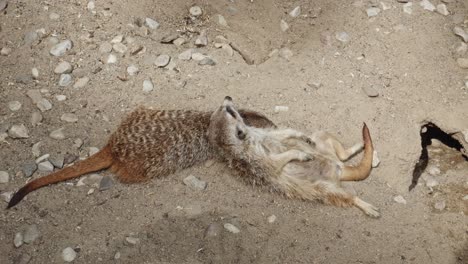 Two-adorable-meerkats-are-peacefully-sleeping-together,-cuddled-up-in-a-heartwarming-embrace