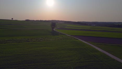 Wonderful-aerial-top-view-flight-tree-austria-Europe-field-meadow-road-sunset-summer-23