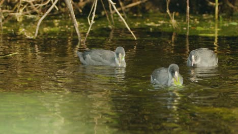 Three-Young-Coots-in-a-Natural-Pond,-Eurasian-Wildlife---Sunny-Day