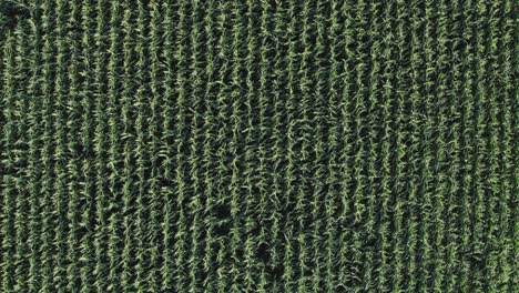 Endless-rows-of-maize,-aerial-topdown.-versatile,-background