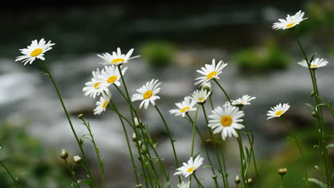 Meadow-with-daisy-flowers-growing-beside-a-river