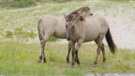 Polish-Konik-Horses-in-Nature-Reserve-Oranjezon,-Tracking,-Slow-Motion
