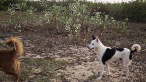 Slow-motion-tracking-shot-of-2-small-dogs-running-across-a-field-devastated-by-deforestation