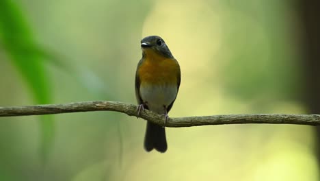 Chirping-and-looking-around,-female,-Hill-Blue-flycatcher-Cyornis-whitei,-Thailand