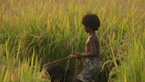 Village-boy-passing-in-between-a-paddy-field-with-a-goat