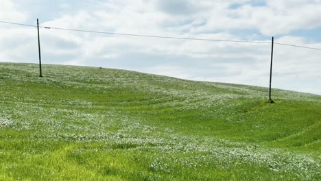 Wind-Creating-a-Flowing-Effect-on-Long-Grass-in-a-Green-Meadow-with-Electricity-Poles