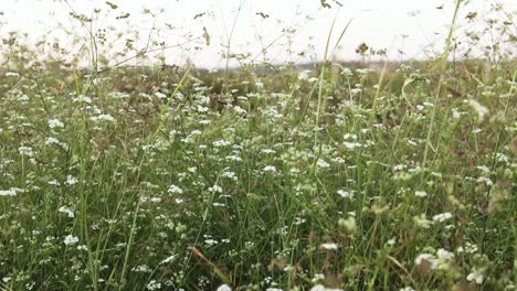 Shot-of-white-flowers-in-natural-field