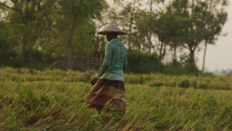 Agricultor-Bangladesí-Con-Sombrero-Para-El-Sol-Caminando-En-Un-Campo-De-Arroz