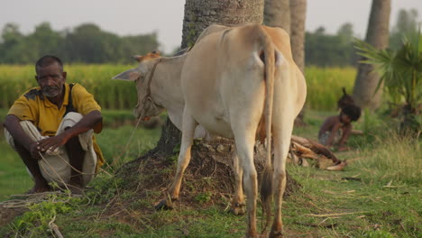 Middle-age-village-man-is-with-his-cow-sitting-in-a-paddy-field