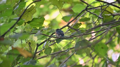 Seen-deep-in-the-foliage-looking-around-and-chirping,-Banded-Kingfisher-Lacedo-pulchella