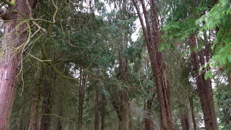 Nach-Unten-Geneigte-Aufnahme-In-Einer-Waldlandschaft-Voller-Bäume-Und-Grünem-Gras