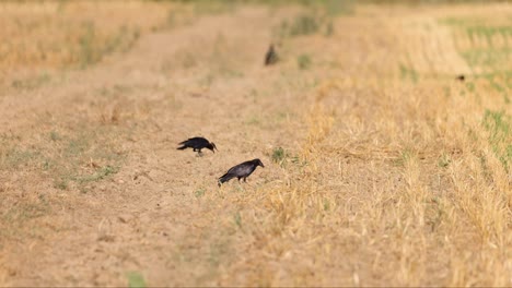 Rook,-Raven,-Crows-on-a-Wheat-Field-Eating-Remaining-Seeds-From-the-Dry-Ground