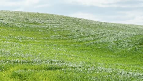 Wind-Lässt-Langes-Gras-Auf-Einer-Wunderschönen-Grünen-Wiese-Fließen