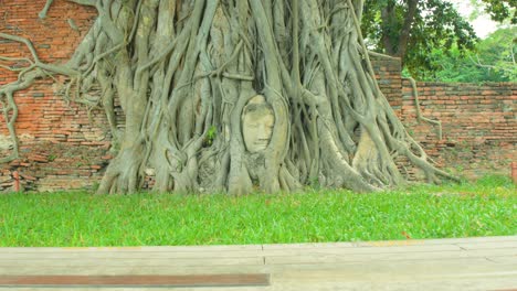 La-Cabeza-Budista-Entrelazada-En-Un-árbol-En-Ayutthaya.
