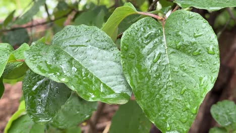 Regentropfen-Auf-Grünem-Blatt-Nach-Heftigen-Regenfällen-Im-Wald,-Nahaufnahme,-Frische-Baumblätter-Im-Dschungel-Im-Amazonas-Regenwald,-Natur,-Natürliche,-Malerische-Abenteuermomente,-Beruhigende-Porträtansicht-Einer-Natürlichen-Szene-In-Asien