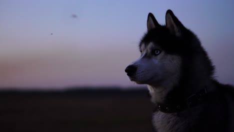 Siberian-husky-with-blue-eyes-and-gray-white-hair-sits-on-the-grass-and-looks-into-the-distance-at-sunset