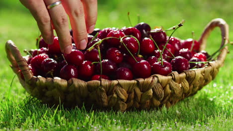 Fresh,-ripe,-juicy-cherries-rotate.-Red-cherry-clockwise