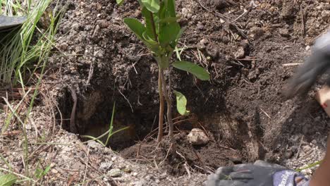 Mano-De-Mujer-Plantando-Un-Pequeño-árbol-Con-Tierra