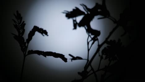 Thin-branch-leaf-foliage-dances-in-the-wind-in-front-of-rare-blue-supermoon-at-night