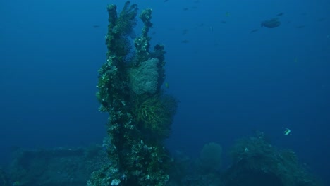 panoramic-shot-coral-reef-structure-with-elkhorn-staghorn-coral,-sea-anemones,-Alcyonacea-wide-shot,-deep-blue-sea-in-background