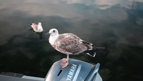 Ein-Vogel-An-Einem-Meer-In-Constanta,-Rumänien