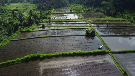 Aerial-flyover-tropical-flooded-Plantation-Fields-on-Bali-Island-during-sunny-day,-Indonesia