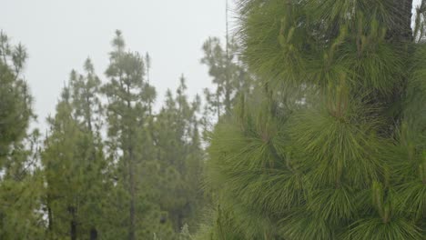 Thick-fog-over-conifer-forest-in-Tenerife-island,-static-view