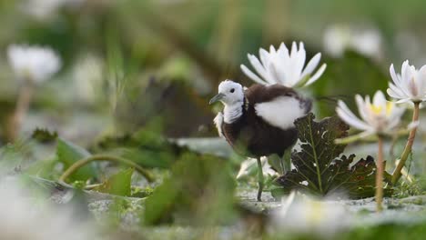 Pheasant-tailed-Jacana-the-Queen-of-Wetland-in-beautiful-Habitat-of-water-lily-Flowers